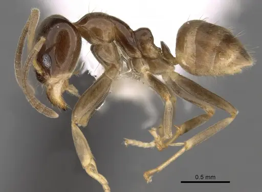 Linepithema keiteli - CASENT0249738