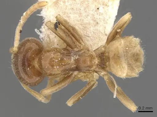 Linepithema keiteli - CASENT0909569