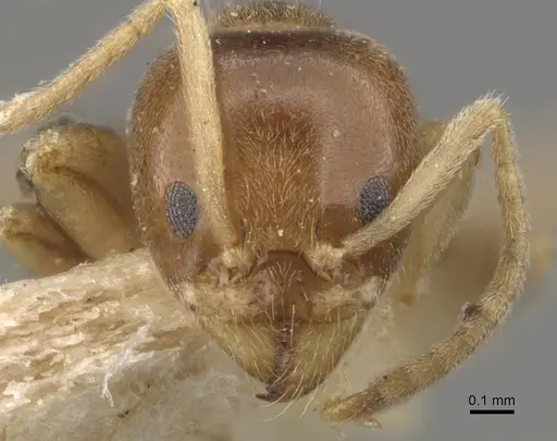 Linepithema keiteli - CASENT0909569