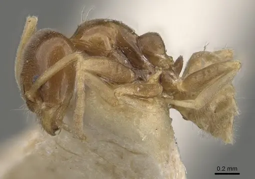 Linepithema keiteli - CASENT0909569