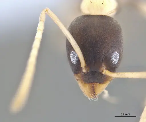 Linepithema leucomelas specimen