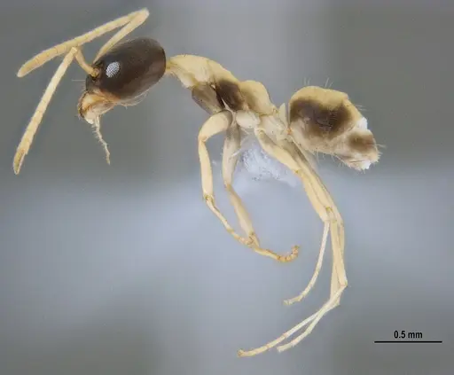 Linepithema leucomelas specimen