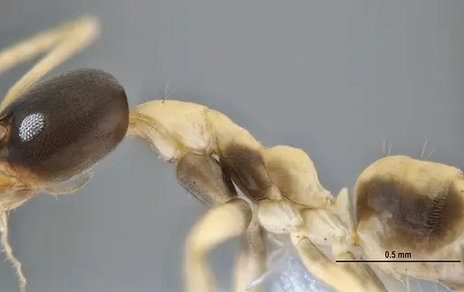 Linepithema leucomelas specimen