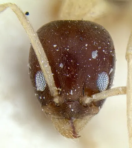 Linepithema leucomelas - CASENT0012703