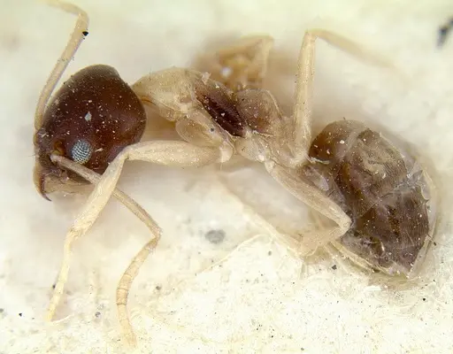 Linepithema leucomelas - CASENT0012703