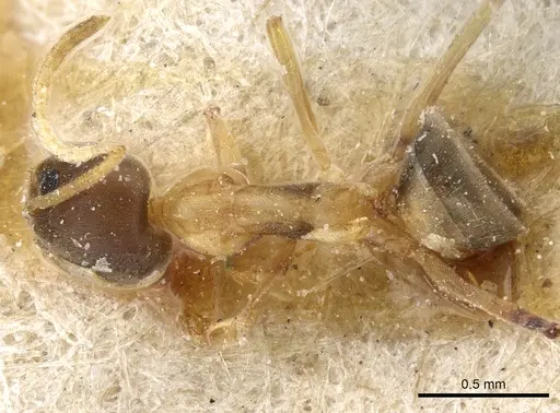 Linepithema leucomelas - CASENT0905061