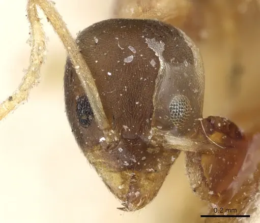 Linepithema leucomelas - CASENT0905061