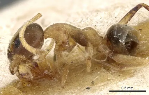 Linepithema leucomelas - CASENT0905061