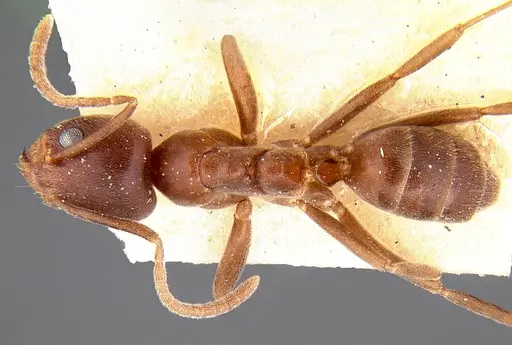 Linepithema micans specimen