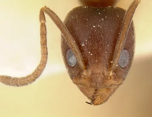 Linepithema micans specimen