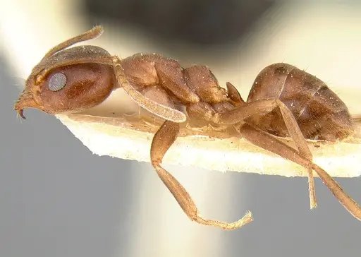 Linepithema micans specimen