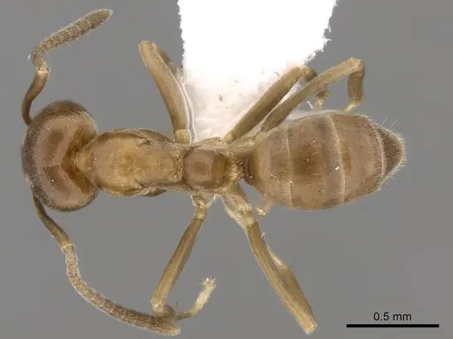 Linepithema micans - CASENT0249734