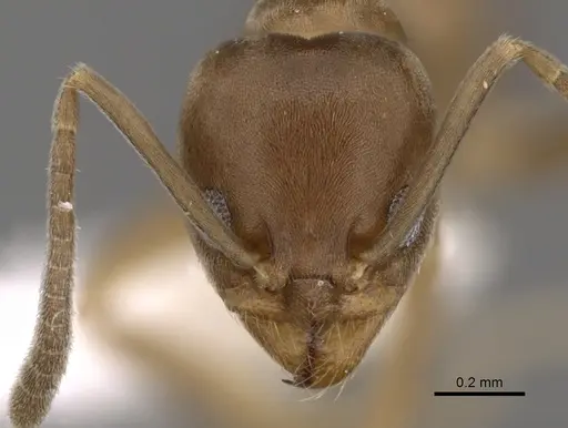 Linepithema micans - CASENT0249734