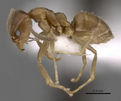 Linepithema micans - CASENT0249734