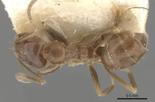 Linepithema micans - CASENT0909566