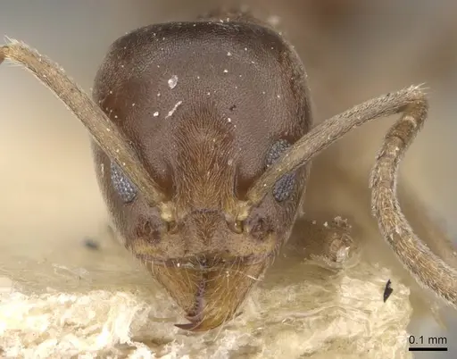 Linepithema micans - CASENT0909566