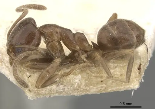 Linepithema micans - CASENT0909566