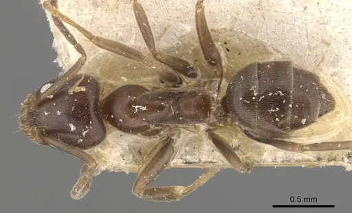 Linepithema micans - CASENT0909567