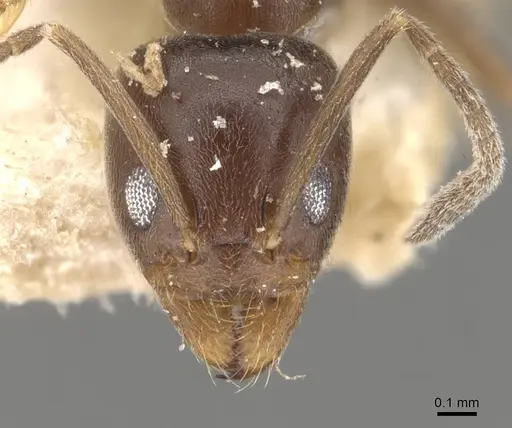 Linepithema micans - CASENT0909567