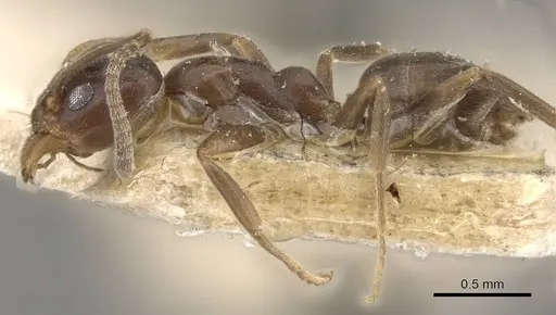 Linepithema micans - CASENT0909567