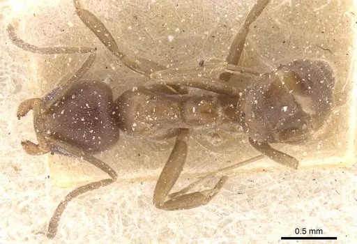 Linepithema micans - CASENT0911559