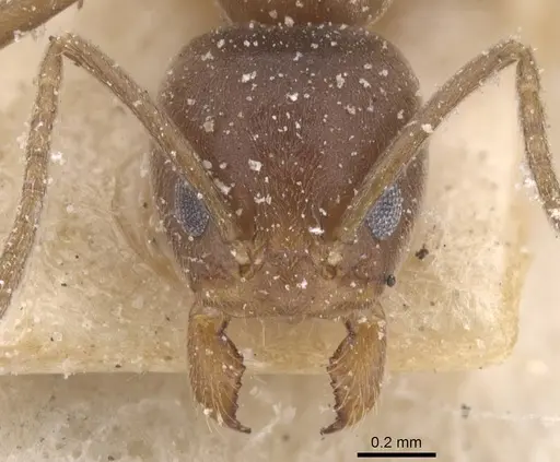 Linepithema micans - CASENT0911559