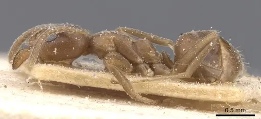 Linepithema micans - CASENT0911559