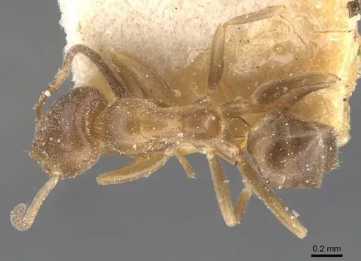 Linepithema micans - CASENT0911560