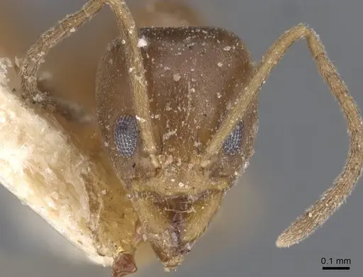 Linepithema micans - CASENT0911560