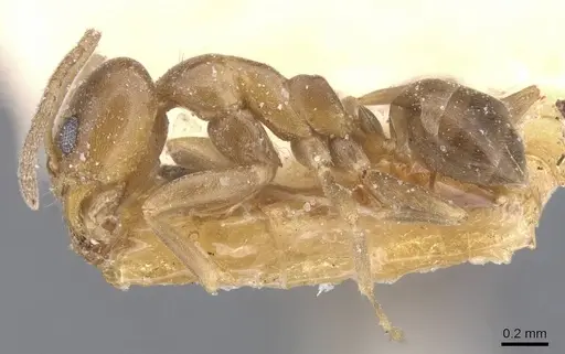 Linepithema micans - CASENT0911560