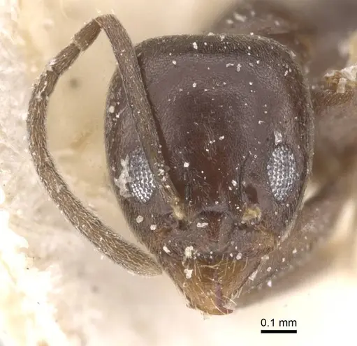 Linepithema micans - CASENT0911563