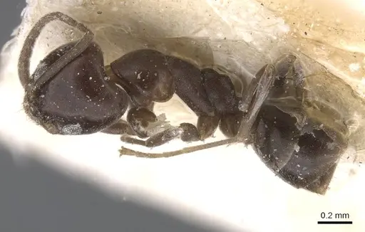 Linepithema micans - CASENT0911563