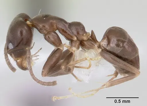 Linepithema neotropicum specimen