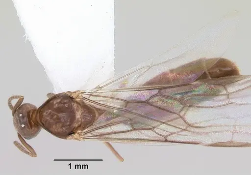 Linepithema neotropicum - CASENT0104907