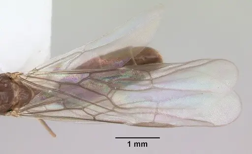 Linepithema neotropicum - CASENT0104907