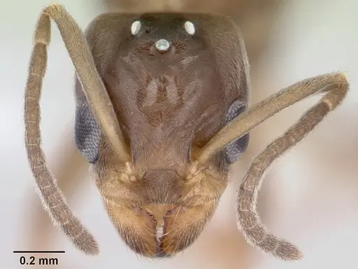 Linepithema neotropicum - CASENT0104907