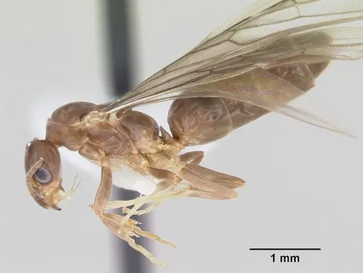 Linepithema neotropicum - CASENT0104907