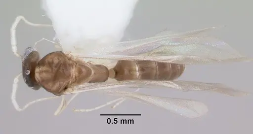 Linepithema neotropicum - CASENT0104908
