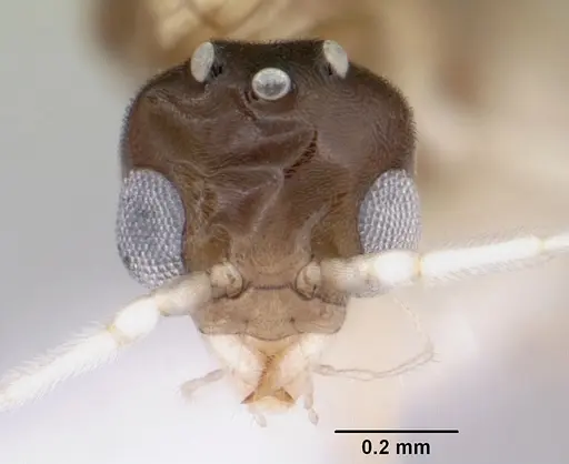 Linepithema neotropicum - CASENT0104908