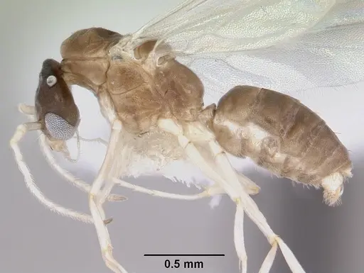 Linepithema neotropicum - CASENT0104908