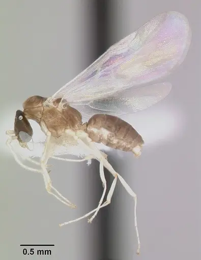 Linepithema neotropicum - CASENT0104908