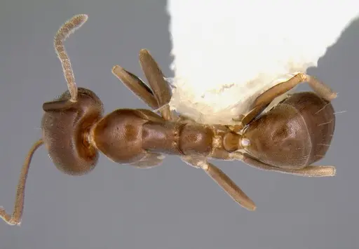 Linepithema neotropicum - CASENT0106968