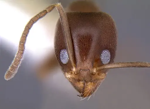 Linepithema neotropicum - CASENT0106968