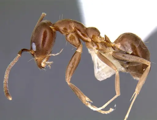 Linepithema neotropicum - CASENT0106968