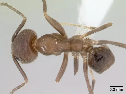 Linepithema neotropicum - CASENT0178636