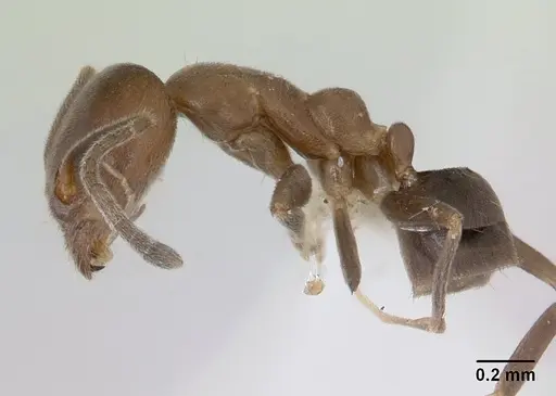 Linepithema neotropicum - CASENT0178636