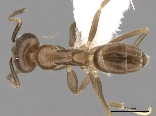 Linepithema neotropicum - CASENT0249744