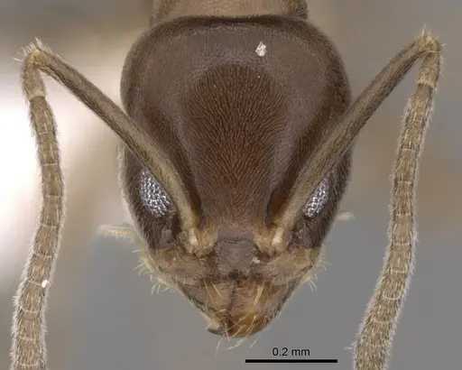 Linepithema neotropicum - CASENT0249744