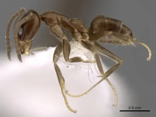 Linepithema neotropicum - CASENT0249744