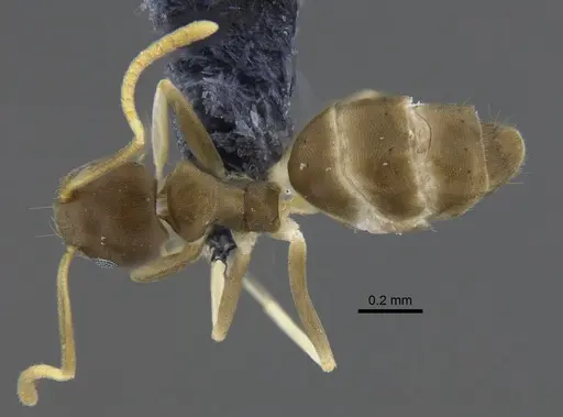 Linepithema neotropicum - CBUMAGENT41878